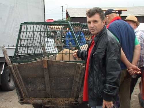 Foto: porci in targul de animale - Baia Mare (c) eMaramures.ro